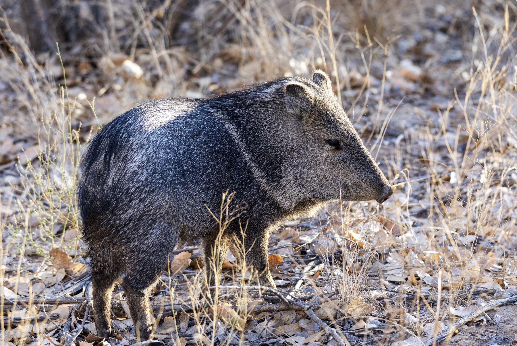 /gallery/north_america/USA/NM/bosque del apache/Javelina Bosque New Mexico Dec 2021-002_med.jpg